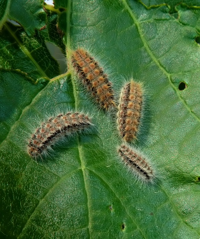 Theresimima ampellophaga